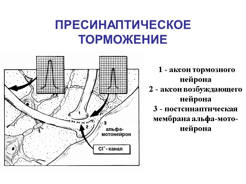 ПРЕСИНАПТИЧЕСКОЕ ТОРМОЖЕНИЕ  1 - аксон тормозного нейрона 2 - аксон возбуждающего нейрона 3